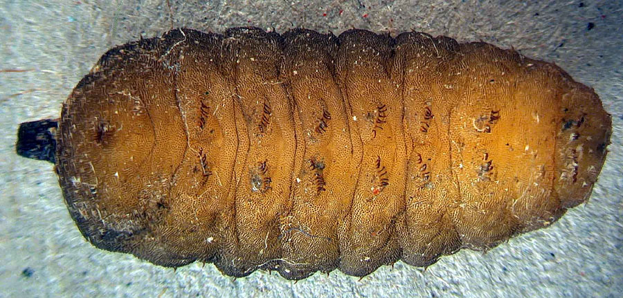 Larva matura di Volucella inanis (Syrphidae)